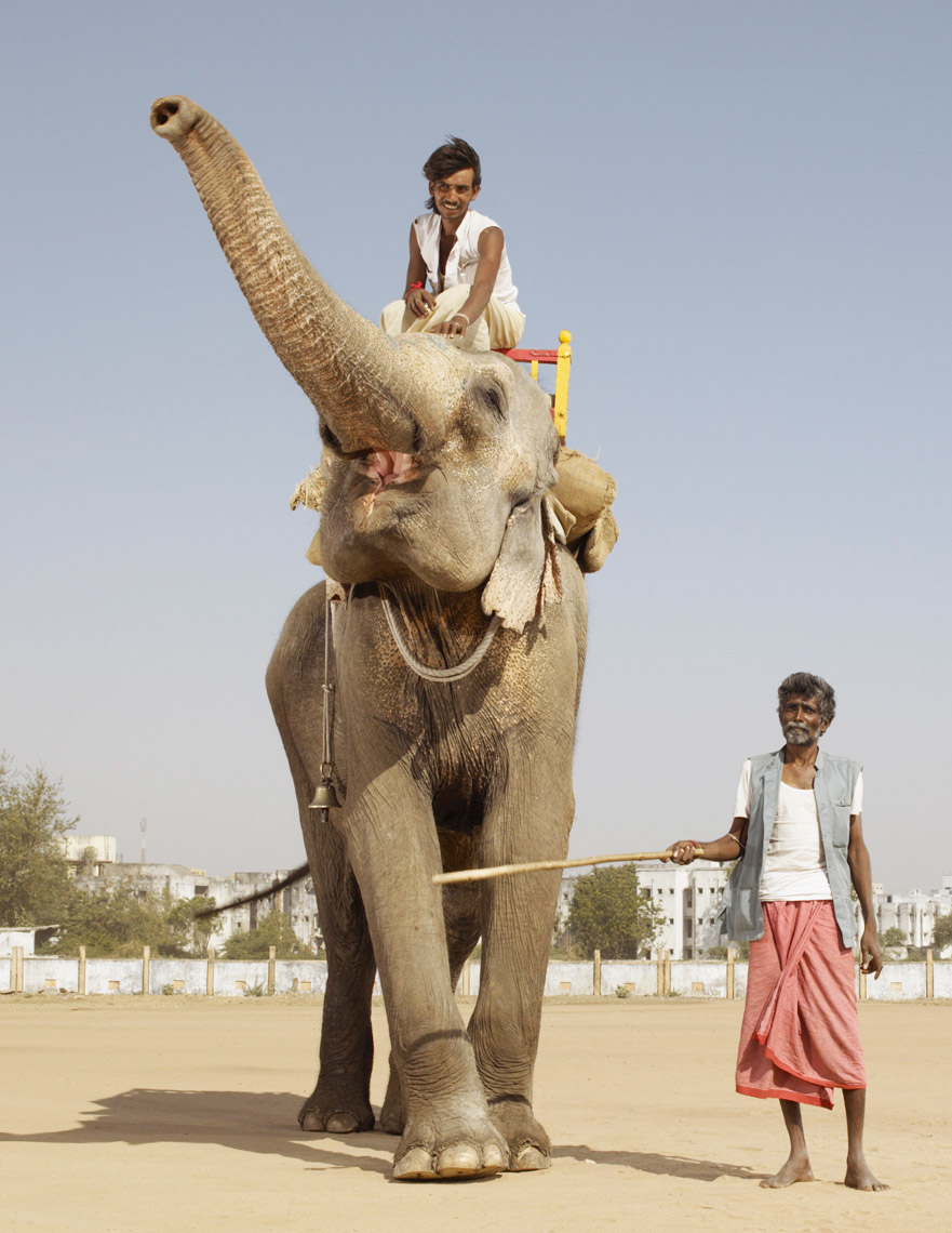 elephant-india-030207-009262-b.jpg